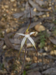 Caladenia venusta