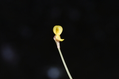 Utricularia bifida