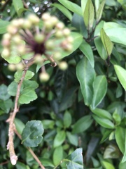 Eleutherococcus trifoliatus