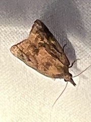Platynota flavedana