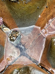 Anthopleura