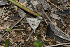 Dichromodes consignata