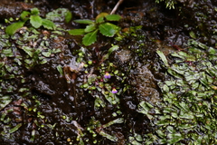 Utricularia striatula