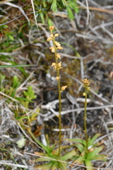 Aletris formosana