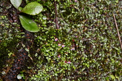 Utricularia striatula