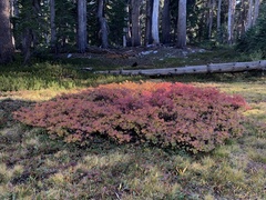 Vaccinium uliginosum