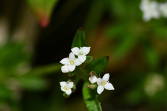 Galium echinocarpum