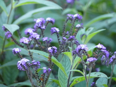 Heliotropium arborescens