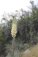 Hesperoyucca