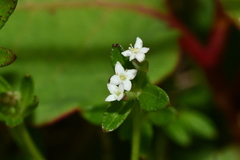 Galium echinocarpum