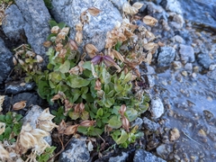 Erythranthe tilingii