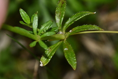 Galium echinocarpum