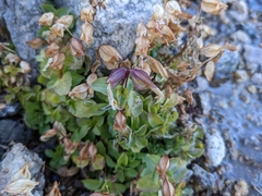 Erythranthe tilingii