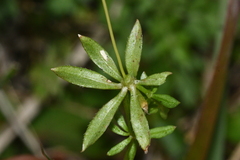 Galium echinocarpum