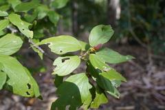 Hibiscus boryanus