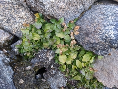 Erythranthe tilingii