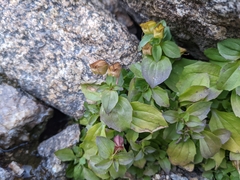 Erythranthe tilingii