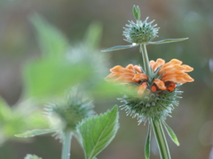 Leonotis nepetifolia