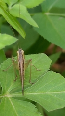 Conocephalus maculatus