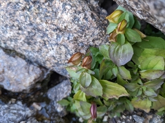 Erythranthe tilingii