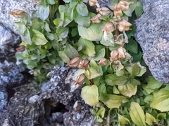 Erythranthe tilingii