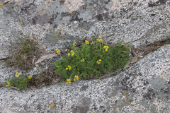 Cymopterus terebinthinus