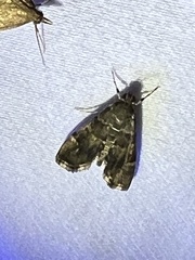 Hymenia perspectalis