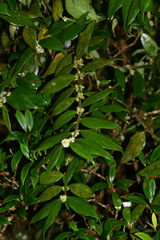 Lasianthus curtisii