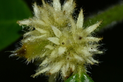 Lasianthus curtisii