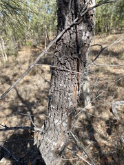 Grevillea parallela