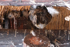Tyto alba poensis