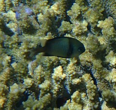 Dascyllus reticulatus