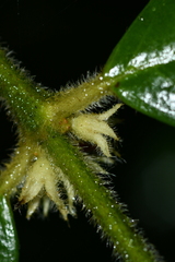 Lasianthus curtisii