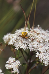 Misumenoides formosipes