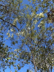Grevillea parallela