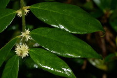 Lasianthus curtisii