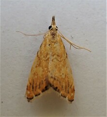 Glaucocharis leucoxantha