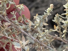 Atriplex polycarpa