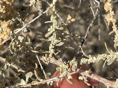 Atriplex polycarpa