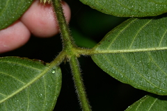 Lasianthus curtisii