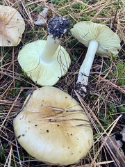 Tricholoma
