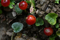 Geophila repens