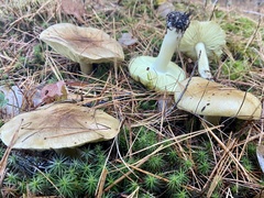 Tricholoma
