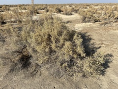 Atriplex polycarpa