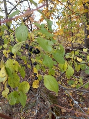 Rhamnus cathartica