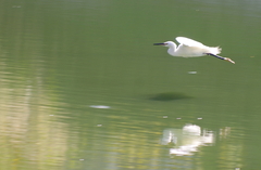 Egretta garzetta
