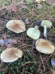 Tricholoma