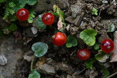 Geophila repens