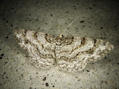 Myrioblephara nanaria