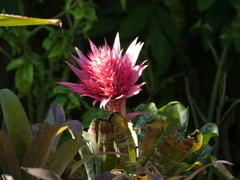 Aechmea fasciata
